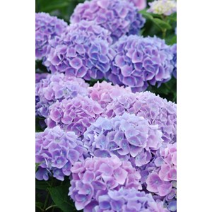 Hortensia macrophylla bleu 'ankong blue' taille du pot - en pot de 2 litres