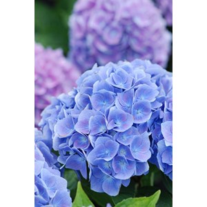 Hortensia macrophylla bleu 'ankong blue' taille du pot - en pot de 2 litres