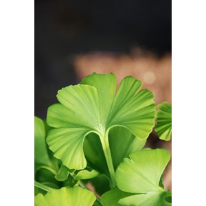 Ginkgo 'mariken' tige taille du pot - en pot de 3 litres