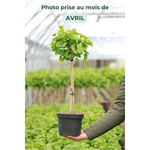 Ginkgo 'mariken' tige taille du pot - en pot de 3 litres