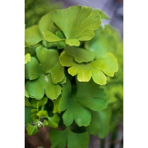 Ginkgo 'mariken' tige taille du pot - en pot de 3 litres
