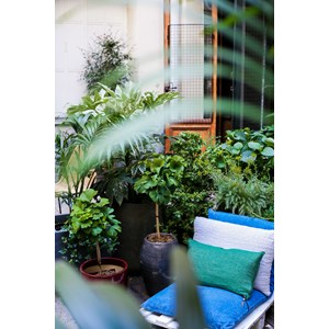 Ginkgo 'mariken' tige taille du pot - en pot de 3 litres