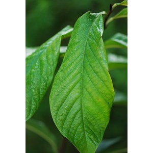 Asiminier 'tropical treat' taille du pot - en pot de 5 litres