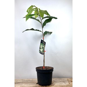 Asiminier 'tropical treat' taille du pot - en pot de 5 litres