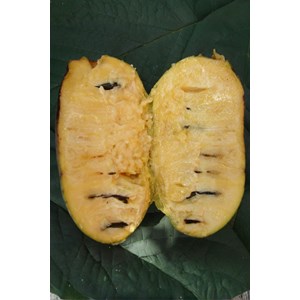 Asiminier 'tropical treat' taille du pot - en pot de 5 litres