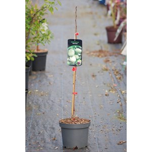 Asiminier 'allegheny ?' taille du pot - en pot de 5 litres