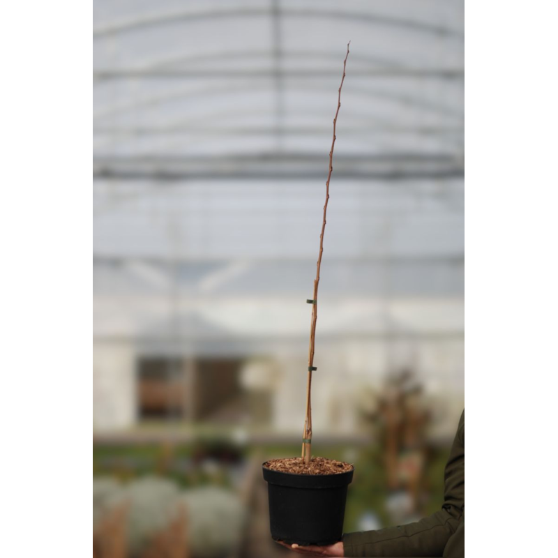 Asiminier 'halvin' taille du pot - en pot de 5 litres