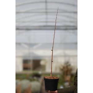 Asiminier 'halvin' taille du pot - en pot de 5 litres