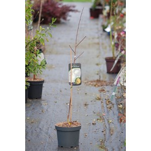 Asiminier 'ksu atwood' taille du pot - en pot de 5 litres