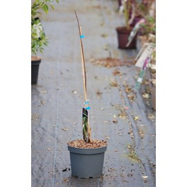 Asiminier 'marshmallow' taille du pot - en pot de 5 litres