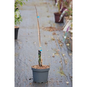 Asiminier 'marshmallow' taille du pot - en pot de 5 litres