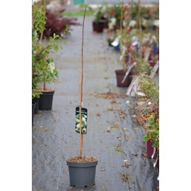 Asiminier 'mary froos johnson' taille du pot - en pot de 5 litres