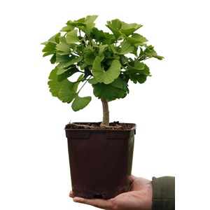 Ginkgo 'mariken' touffe taille du pot - en pot de 2 litres