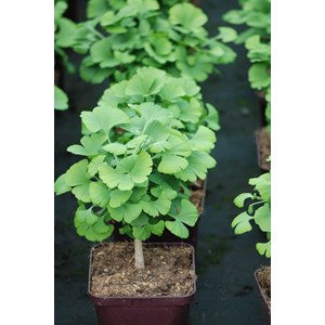 Ginkgo 'mariken' touffe taille du pot - en pot de 2 litres