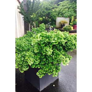 Ginkgo 'mariken' touffe taille du pot - en pot de 2 litres