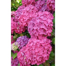 Hortensia 'rosita' taille du pot - en pot de 2 litres