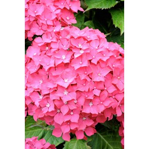 Hortensia 'rosita' taille du pot - en pot de 2 litres