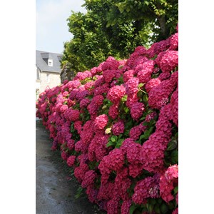 Hortensia 'rosita' taille du pot - en pot de 2 litres