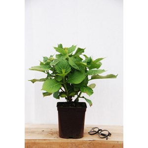Hortensia 'rosita' taille du pot - en pot de 2 litres