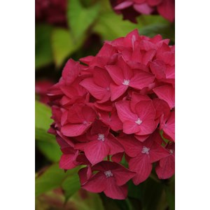 Hortensia 'leuchtfeuer' taille du pot - en pot de 2 litres