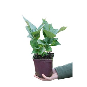 Hortensia 'red baron' taille du pot - en pot de 2 litres