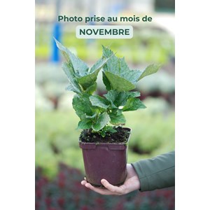 Hortensia 'red baron' taille du pot - en pot de 2 litres