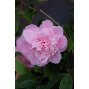 Camélia 'sweet emily kate' taille du po