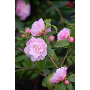 Camélia 'sweet emily kate' taille du po