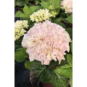 Hortensia rembrandt ? 'elegant rosa' taille du pot - en pot de 5 litres
