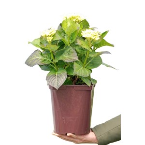 Hortensia rembrandt ? 'elegant rosa' taille du pot - en pot de 5 litres
