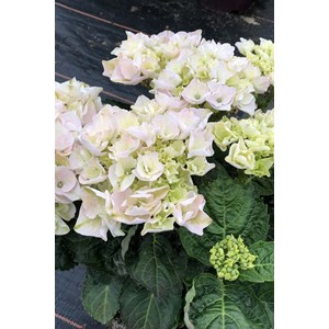 Hortensia rembrandt ? 'elegant rosa' taille du pot - en pot de 5 litres