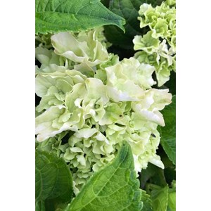 Hortensia rembrandt ? 'elegant rosa' taille du pot - en pot de 5 litres