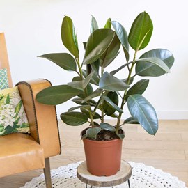 Ficus elastica 3 branches sans cache-pot