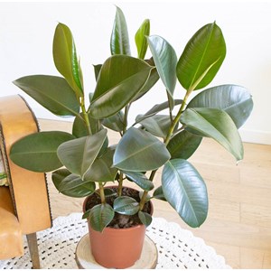 Ficus elastica 3 branches sans cache-pot