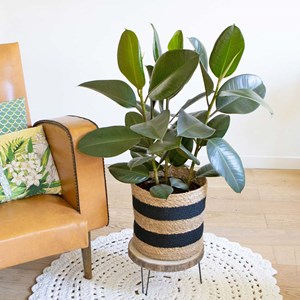 Ficus caoutchouc 3 branches + cache-pot