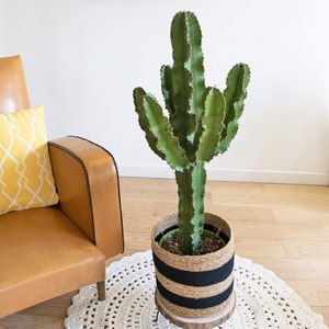 Cactus euphorbe + cache-pot