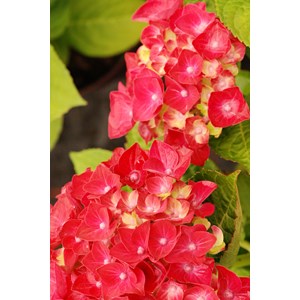 Hortensia rembrandt ? 'rosso glory' taille du pot - en pot de 5 litres