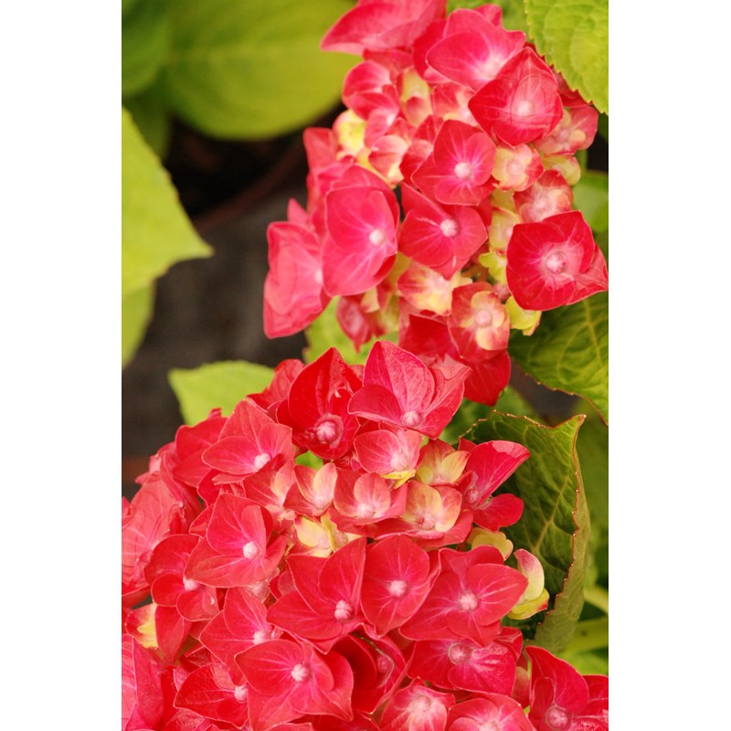 Roué Pépinières - Hortensia rembrandt ? 'rosso glory' taille du pot - en pot de 5 litres