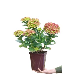 Hortensia rembrandt ? 'rosso glory' taille du pot - en pot de 5 litres