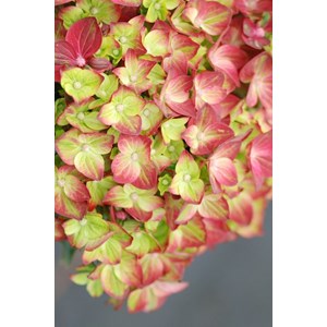 Hortensia rembrandt ? 'rosso glory' taille du pot - en pot de 5 litres