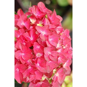 Hortensia rembrandt ? 'rosso glory' taille du pot - en pot de 5 litres