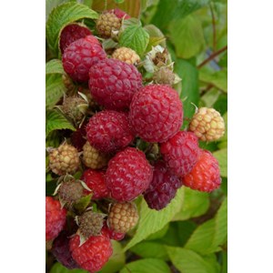 Framboisier 'heritage' taille du pot - en pot de 3 litres