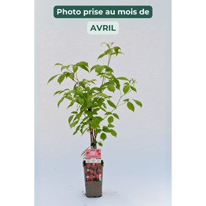 Framboisier 'heritage' taille du pot - en pot de 3 litres