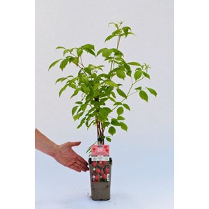 Framboisier 'heritage' taille du pot - en pot de 3 litres