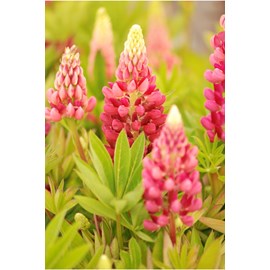Lupin 'legendary red shades' taille du pot - en pot de 3 litres