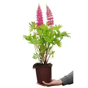 Lupin 'legendary red shades' taille du pot - en pot de 3 litres