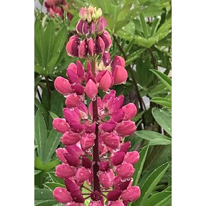 Lupin 'legendary red shades' taille du pot - en pot de 3 litres