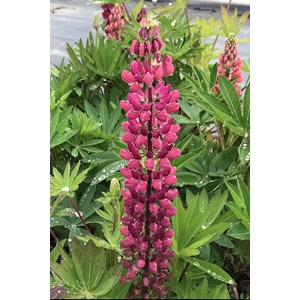 Lupin 'legendary red shades' taille du pot - en pot de 3 litres