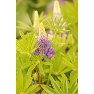 Lupin 'legendary blue shades' taille du pot - en pot de 3 litres
