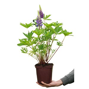 Lupin 'legendary blue shades' taille du pot - en pot de 3 litres
